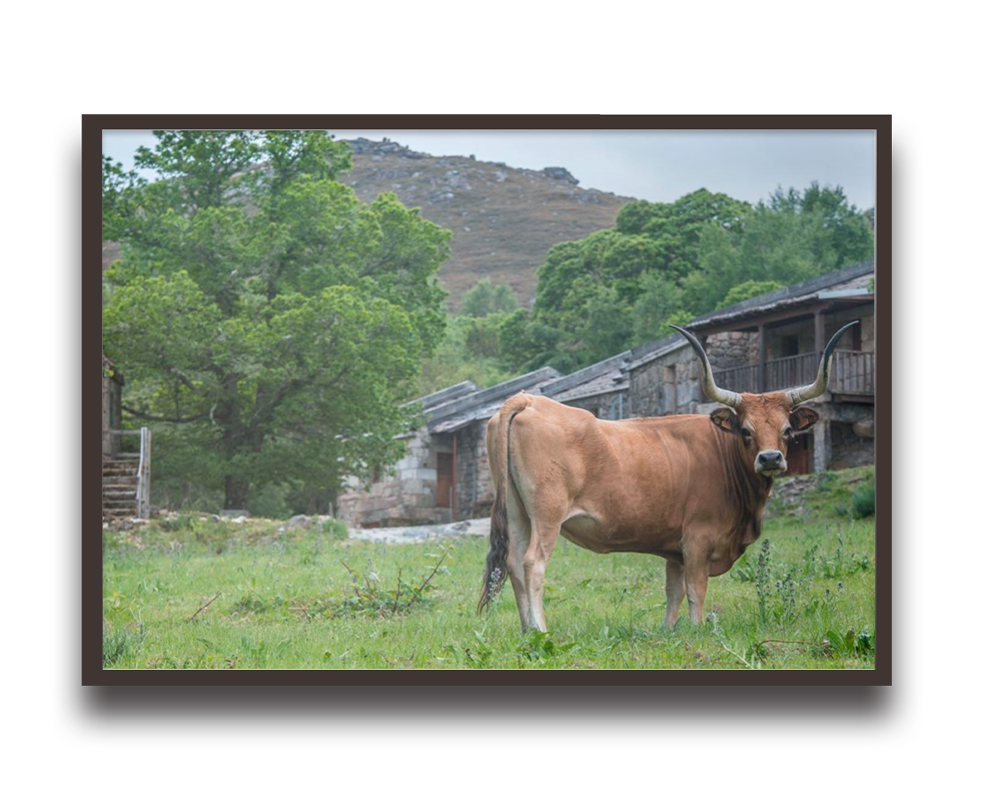 Brown cow with large horns standing in a grassy farmyard, with stone buildings, trees, and hills in the background.