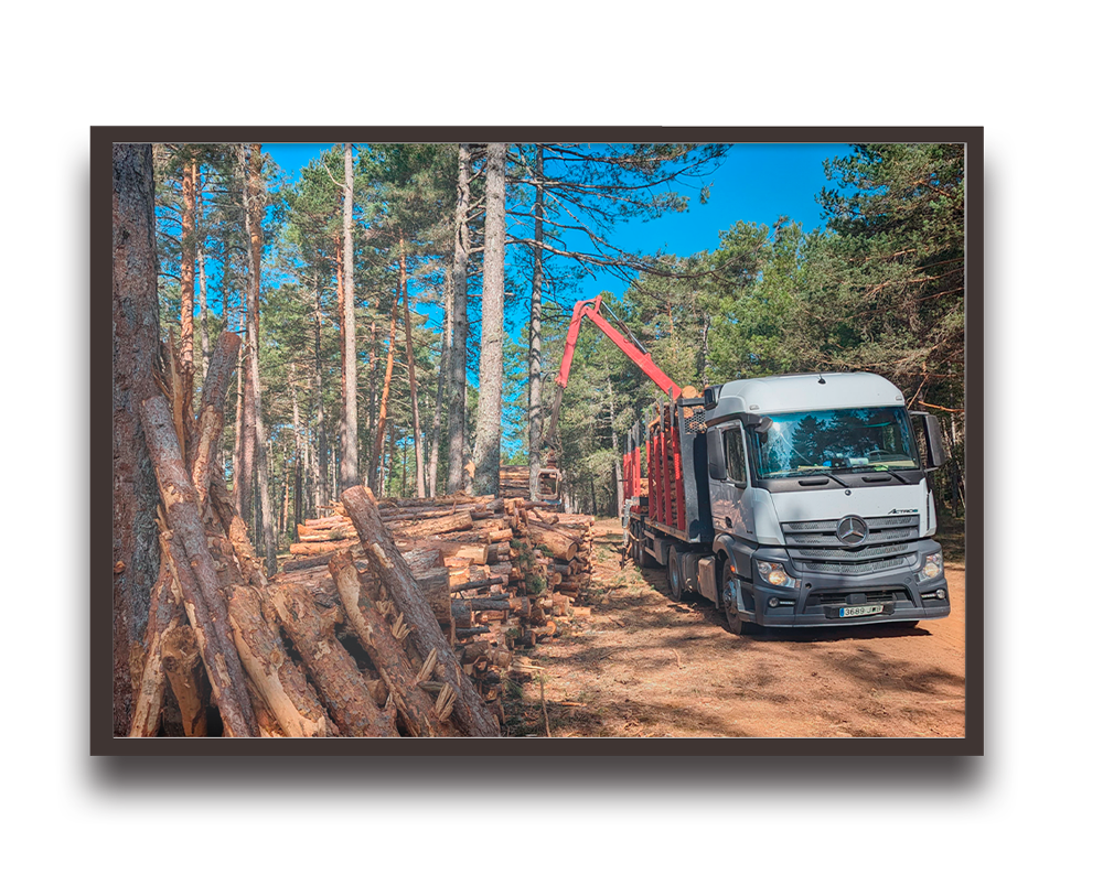 Logging truck with a red crane loading cut logs beside a pile of timber in a pine forest.