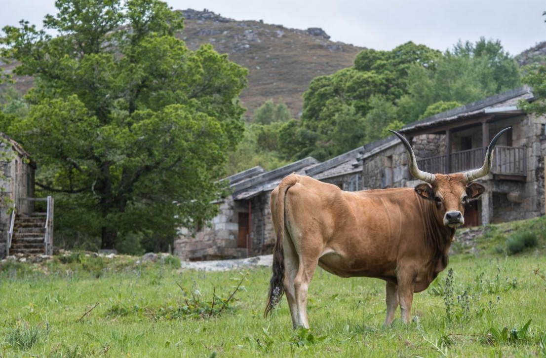 Brown longhorn cow standing in a grassy field beside weathered stone buildings and green trees.