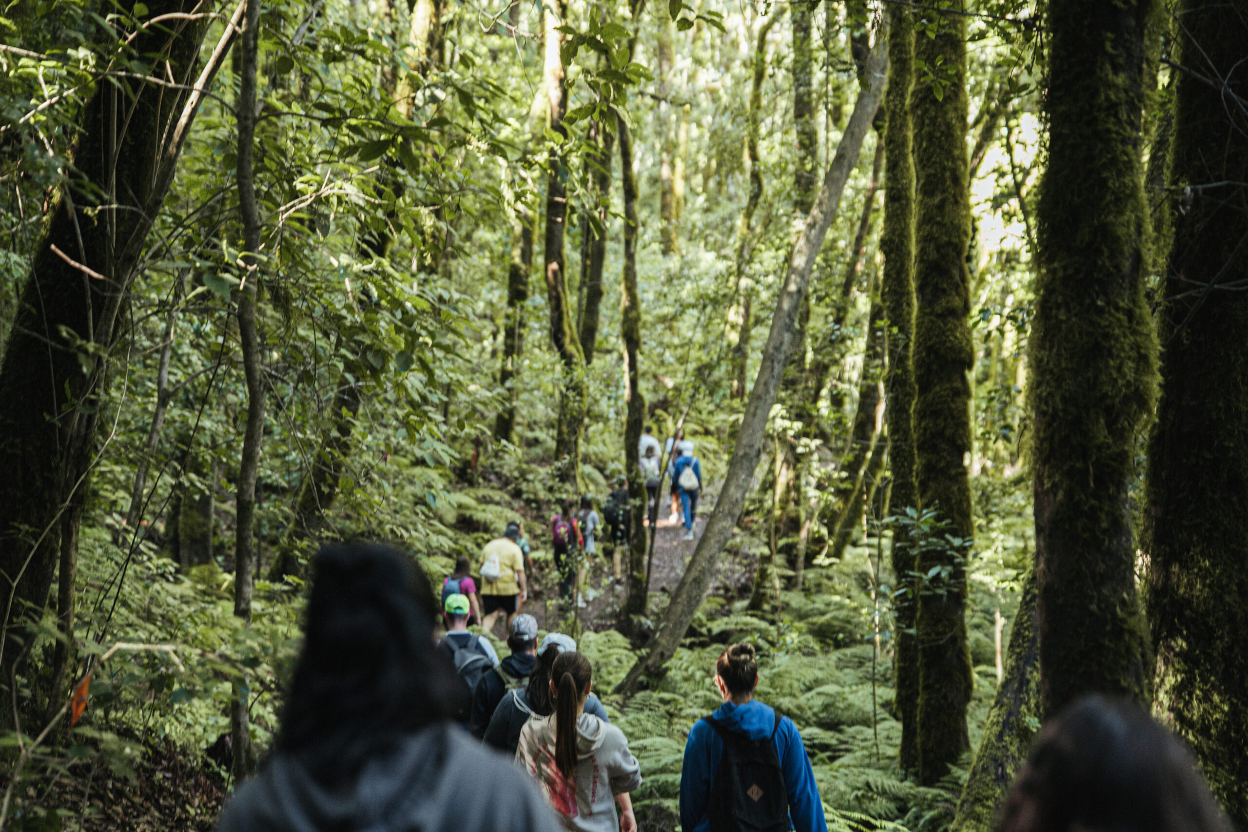 Group of hikers walking down a forest path surrounded by dense green trees and mossy trunks.