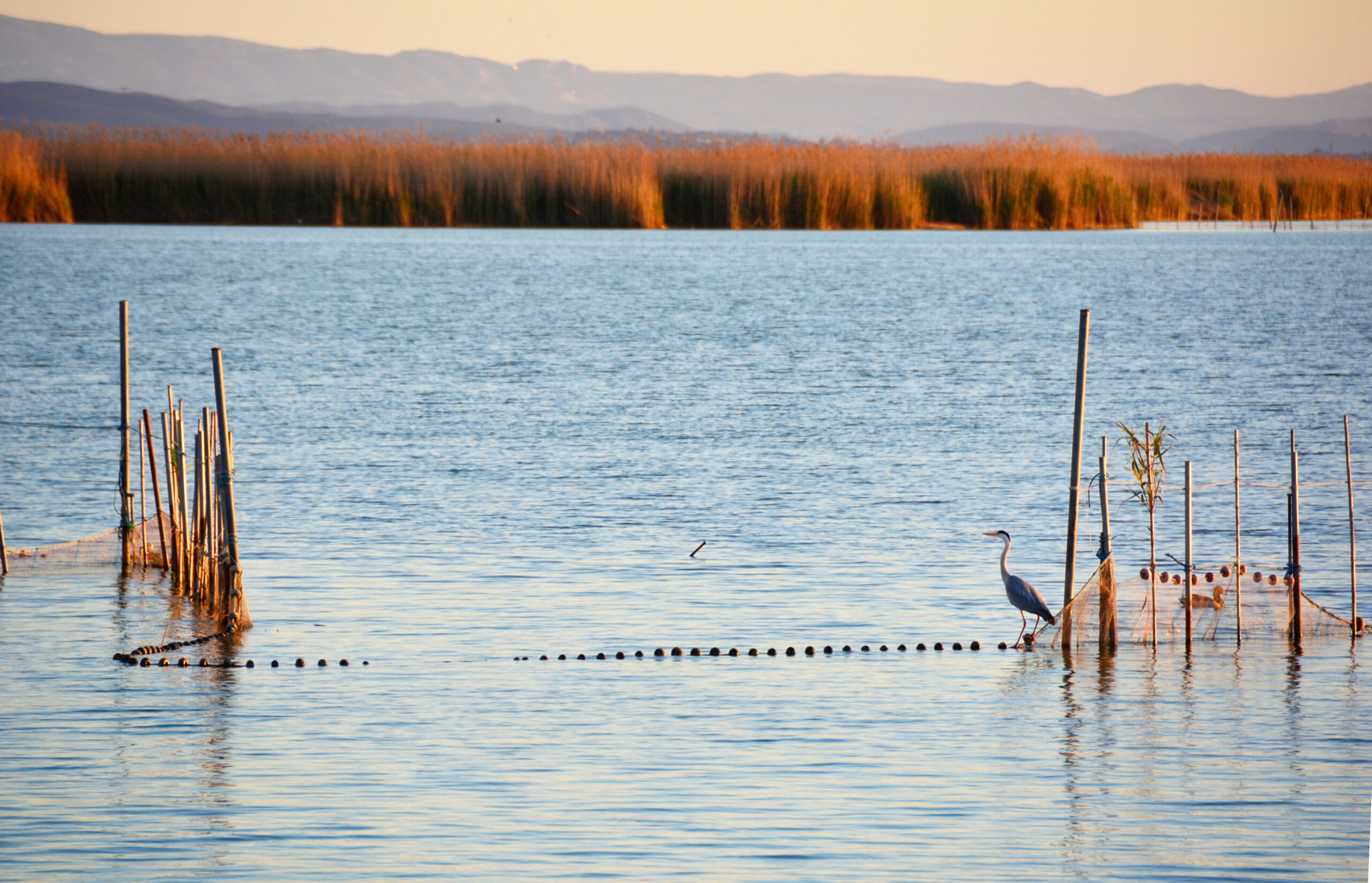 Sunset over a calm lake with orange reeds along the far shore, wooden stakes in the water, and a heron at the edge.
