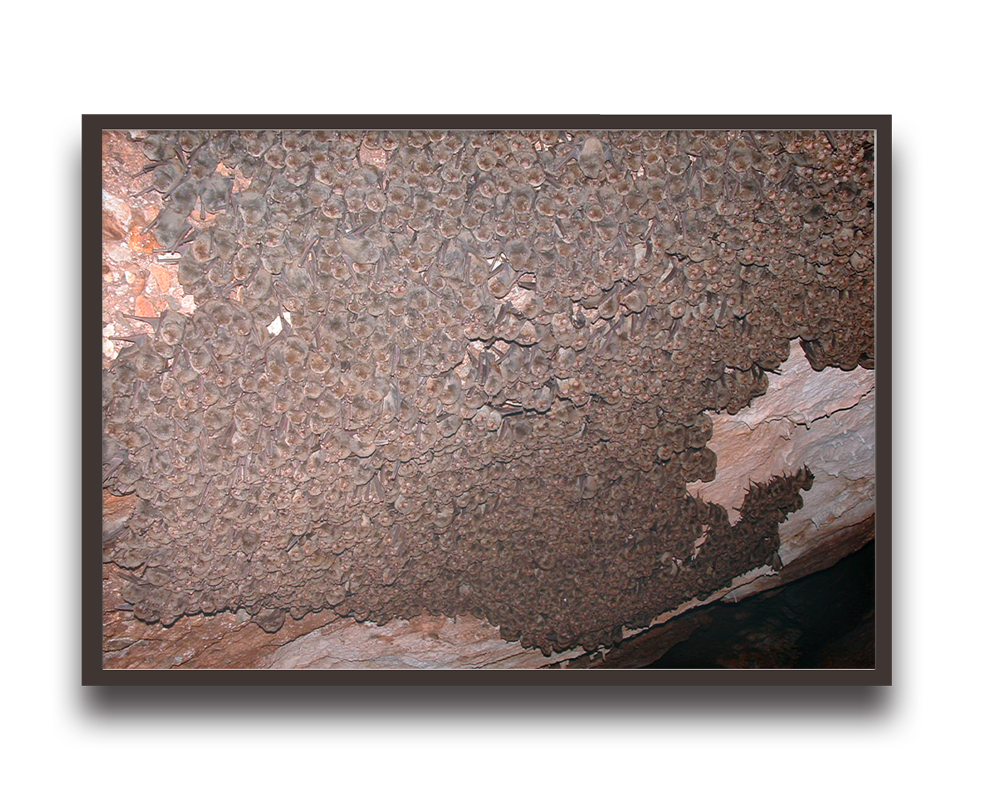 Cave ceiling covered with dense brown mineral formations resembling stalactites or crusts on rock surface