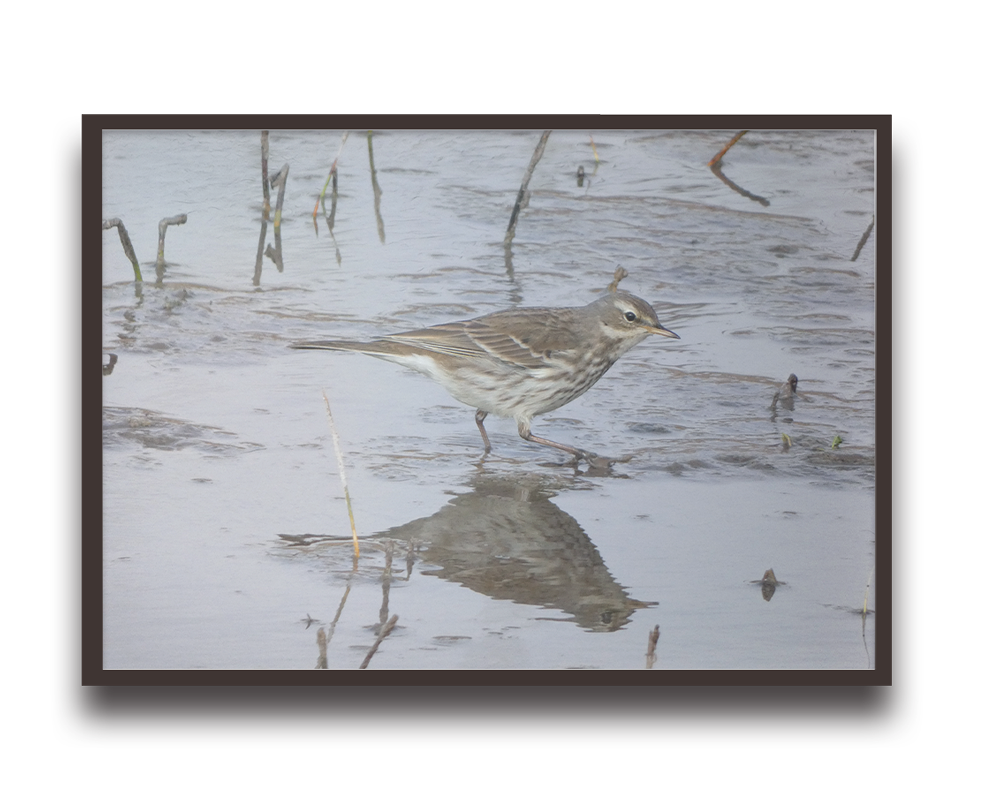 Small wading bird (sandpiper) walking in shallow water with its reflection visible in the mud.