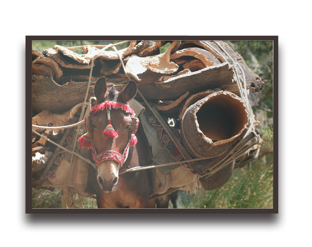 Mule carrying a heavy load of rolled carpets and wooden logs strapped to its back on a sunny day.