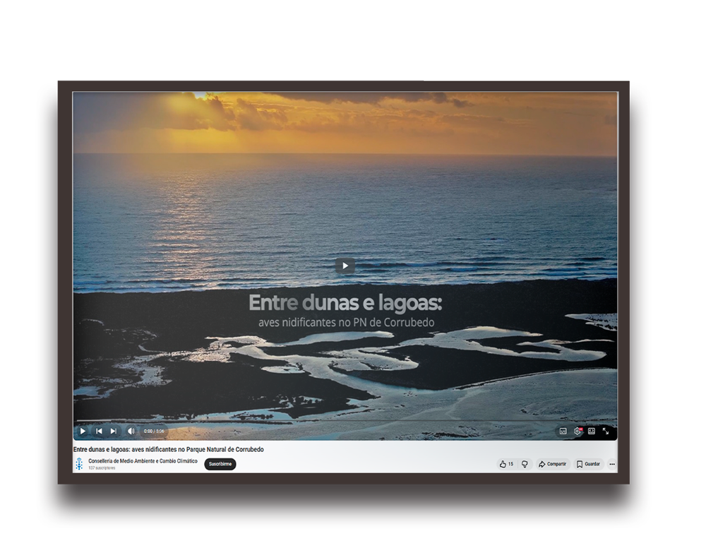 Video thumbnail: sunset over dunes and lagoons with a play button, about nesting birds at Corrubedo Natural Park (Portuguese title visible).