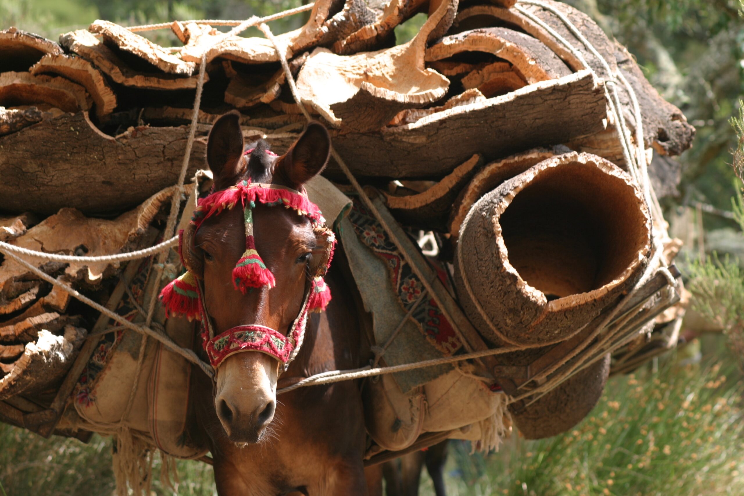 Horse loaded with a stack of rough-cut logs strapped to its back, wearing a colorful decorative harness.