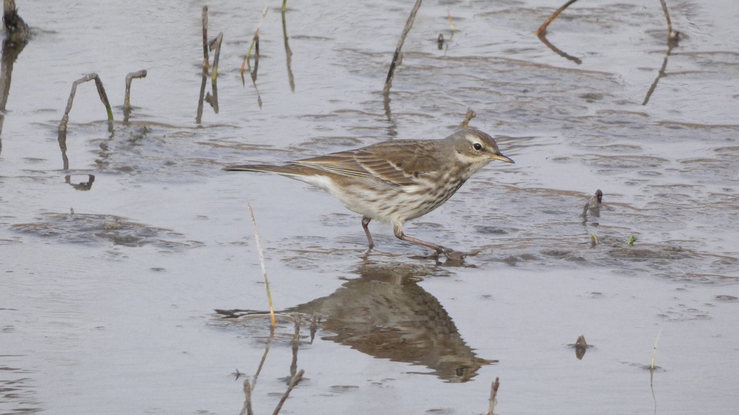 Small brown and white shorebird wading in shallow mudflat water among reeds in a marshland.