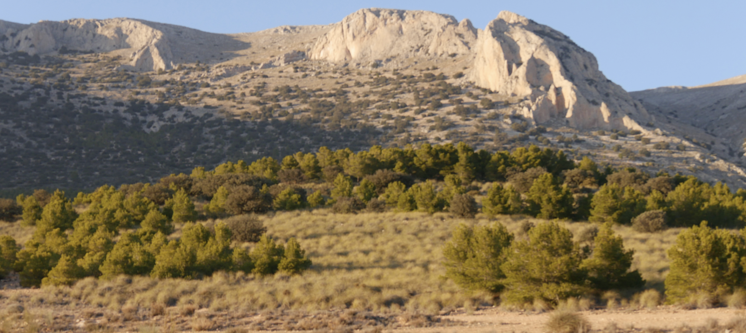 Rocky mountain ridge above a forested valley with golden grasses in the foreground under a clear blue sky.