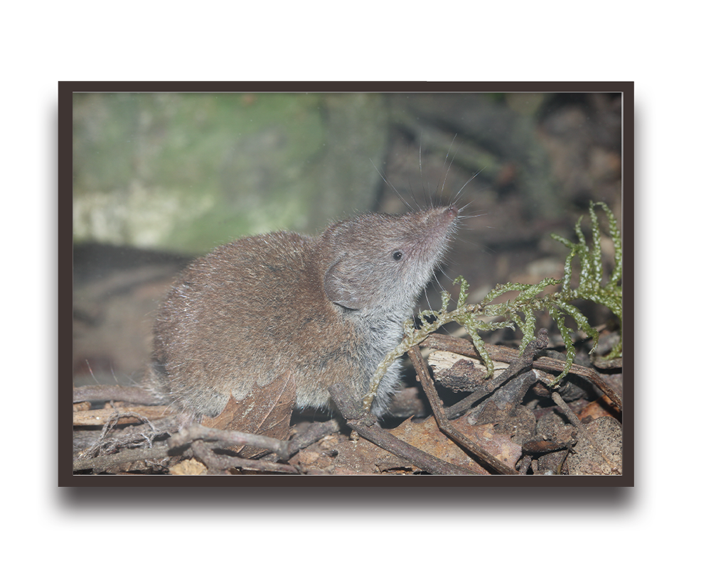 Gray-brown dormouse on leaf litter and moss on the forest floor, sniffing upward with long whiskers.