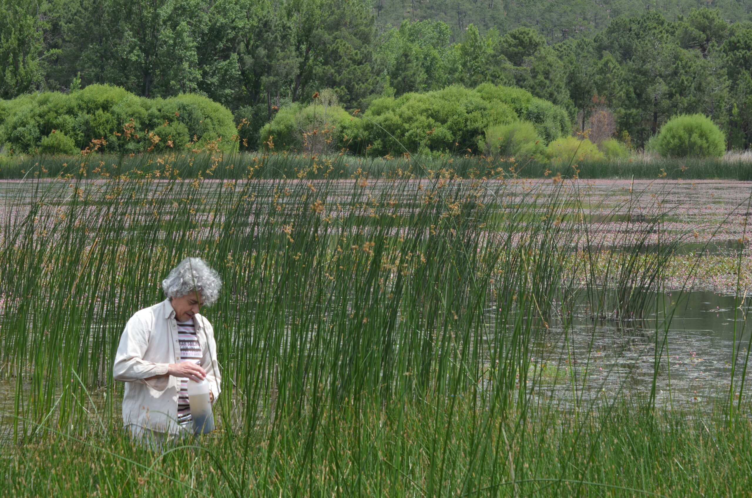 Older woman standing among tall reeds in a marshy lake area with green trees in the background.