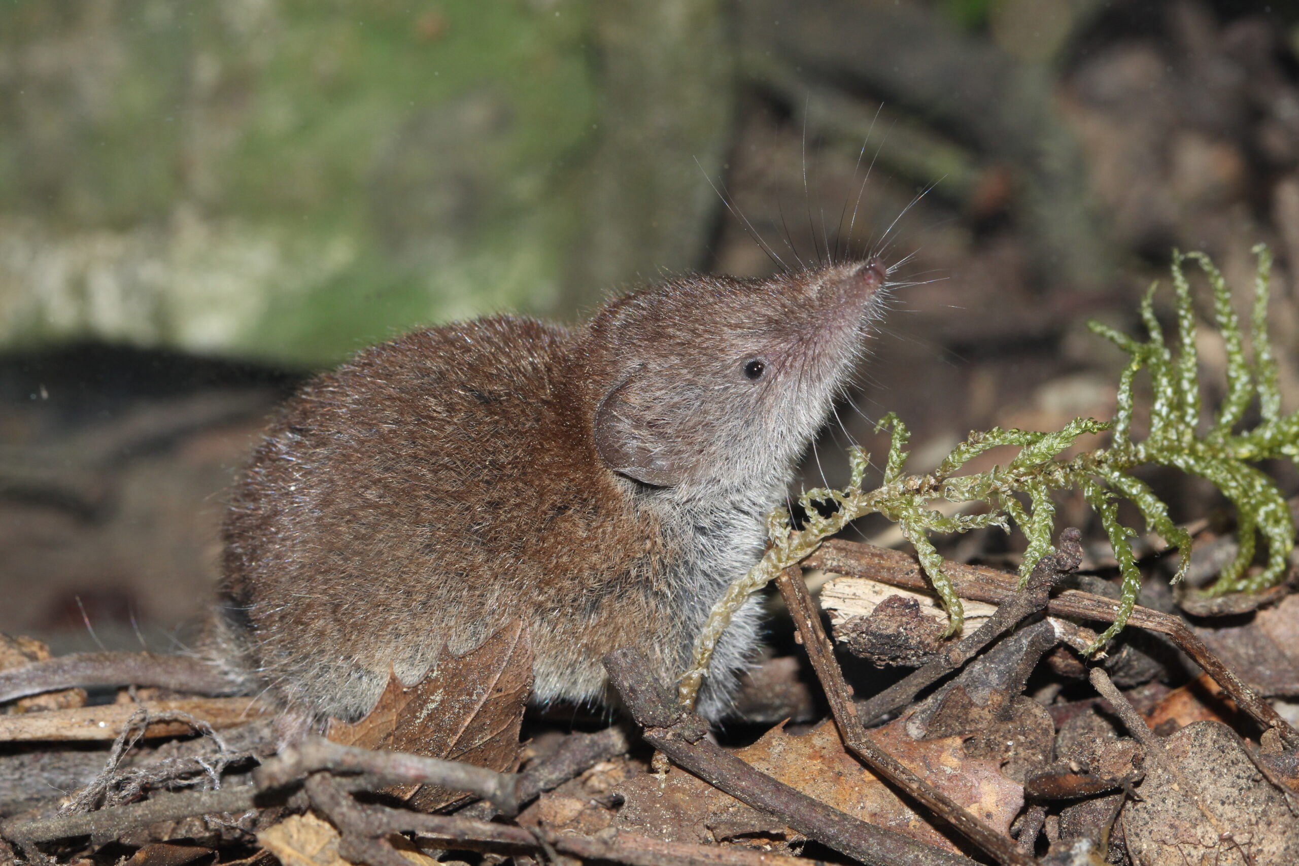 Small brown rodent with long whiskers on a forest floor among leaves and twigs, facing right.