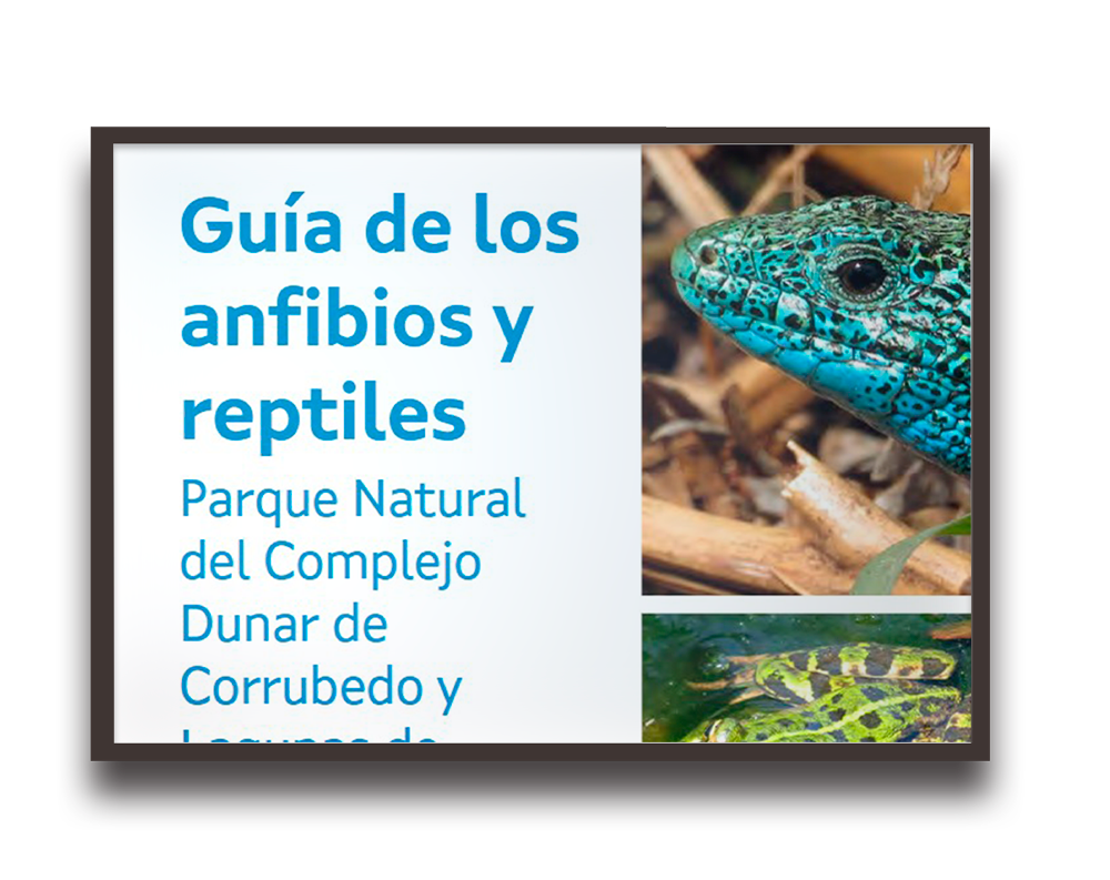 Parque Natural Complexo Dunar de Corrubedo e lagoas de Carreal e Vixán, refugio de la diversidad de anfibios y reptiles de Galicia