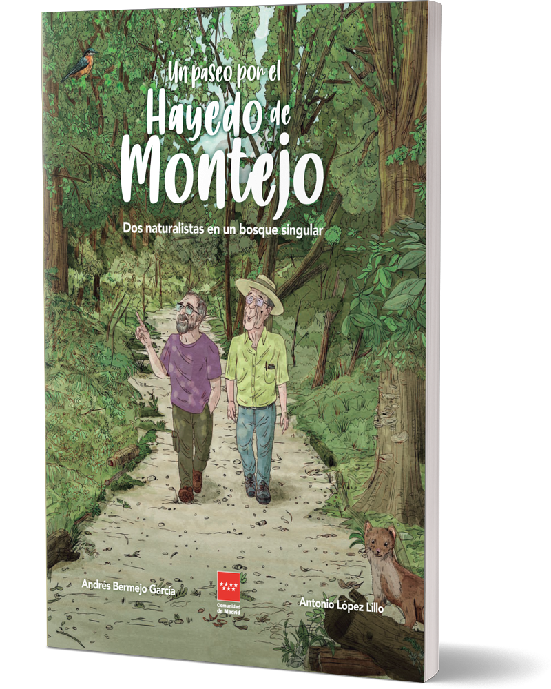 Un paseo por el Hayedo de Montejo